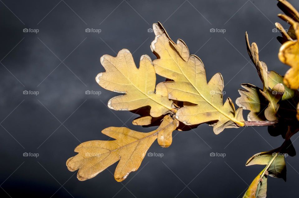 Oak branch against the background of clouds