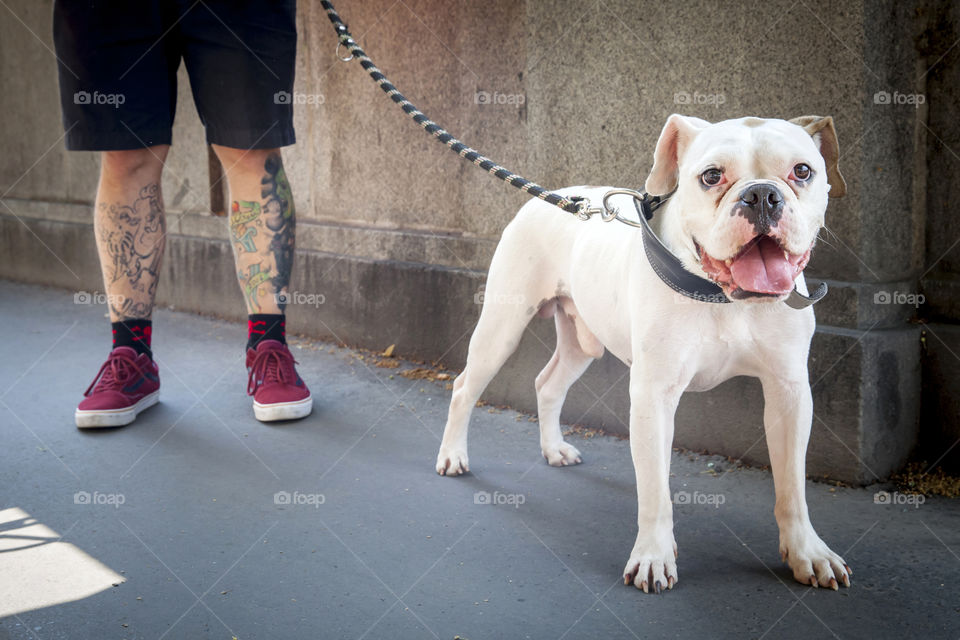 Dog is ready for the walk, happy to have a human companion