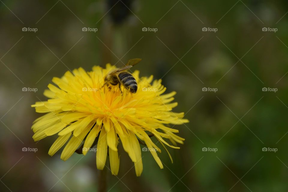 Butterblume mit Insekt