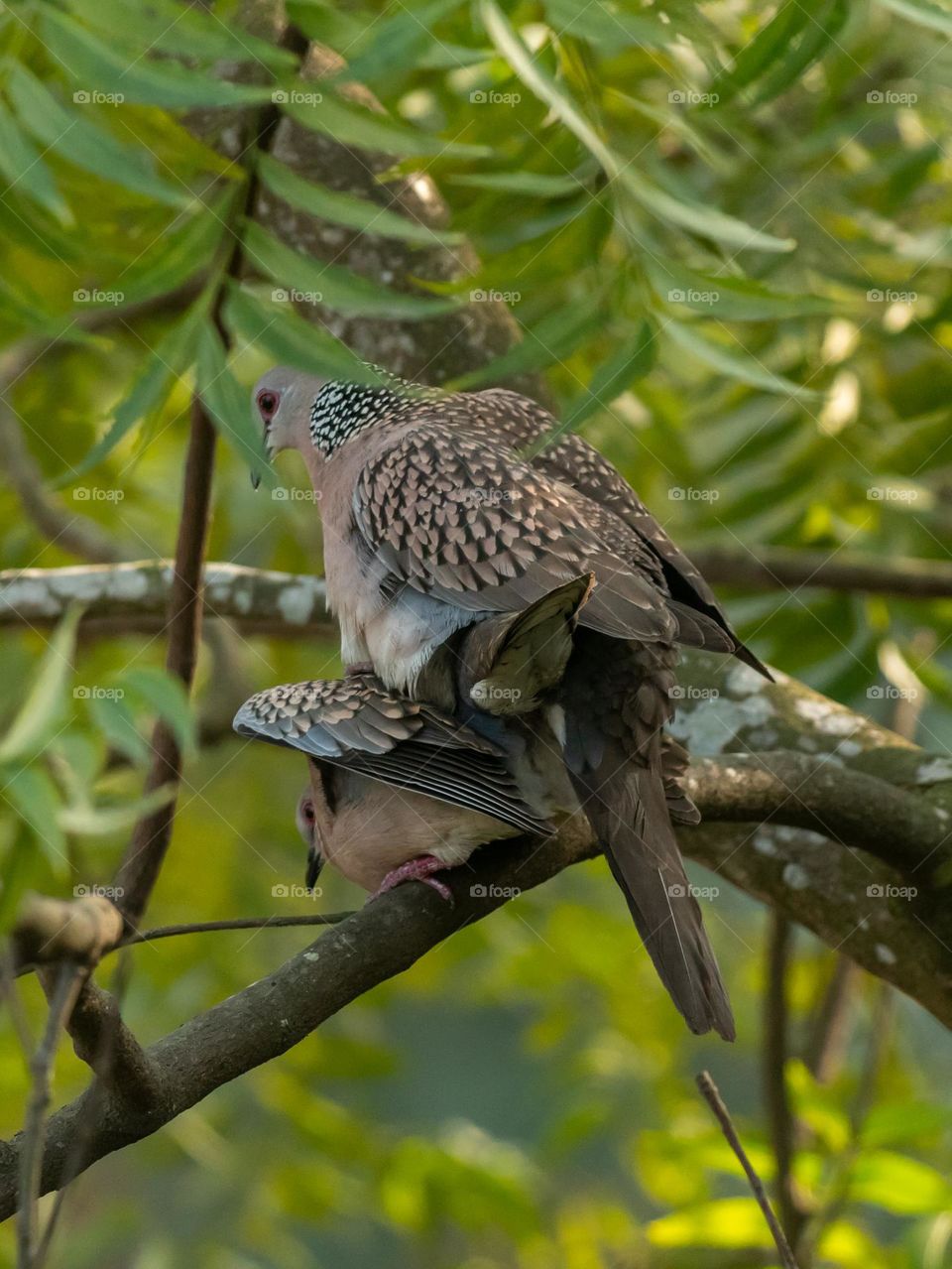 Mating