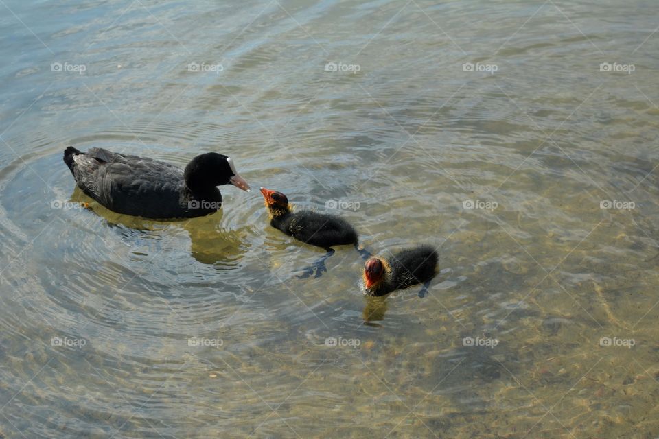 family coot birds with chicks in the water lake, summer time, beautiful wildlife