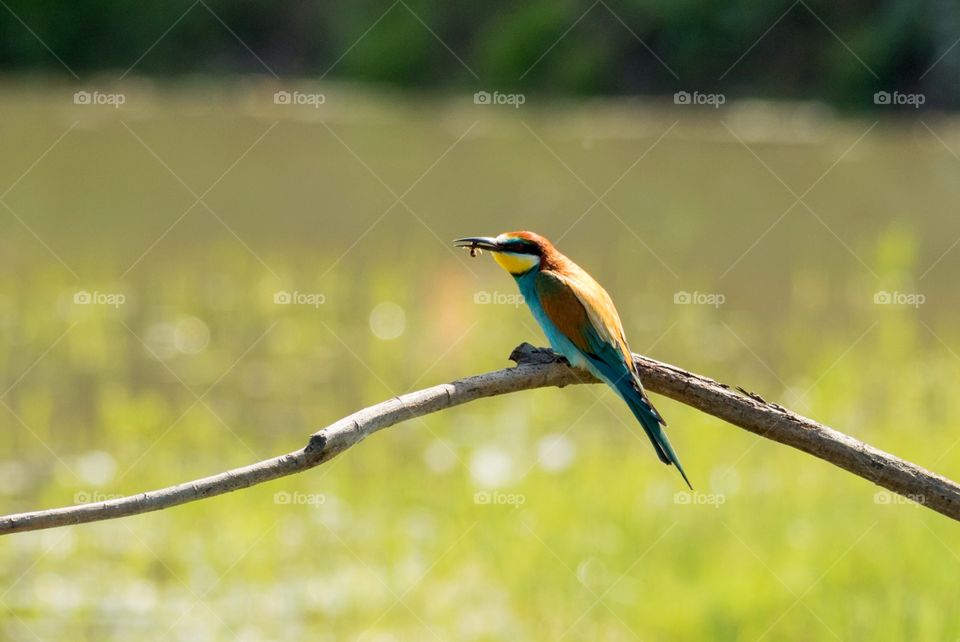 Bee-eater bird
