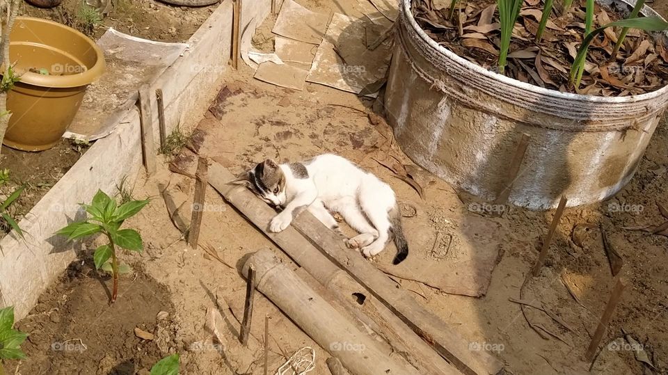 beautiful white cat lying on the ground and sunbathing