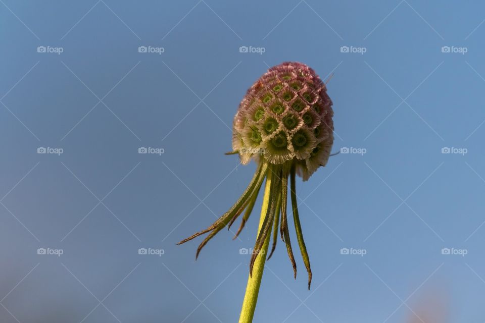 Scabious flower