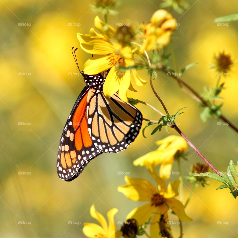 Beautiful butterfly 