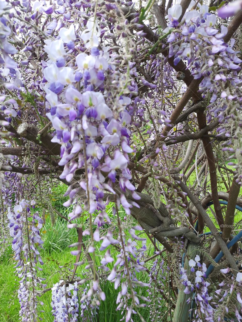 from ground up - blooming wisteria