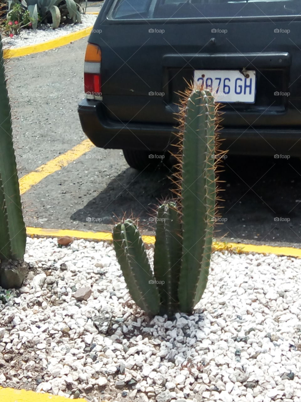 cactus