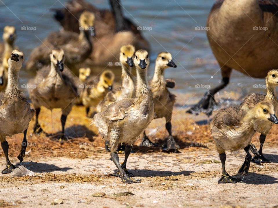 A gaggle of baby geese parade out of the water