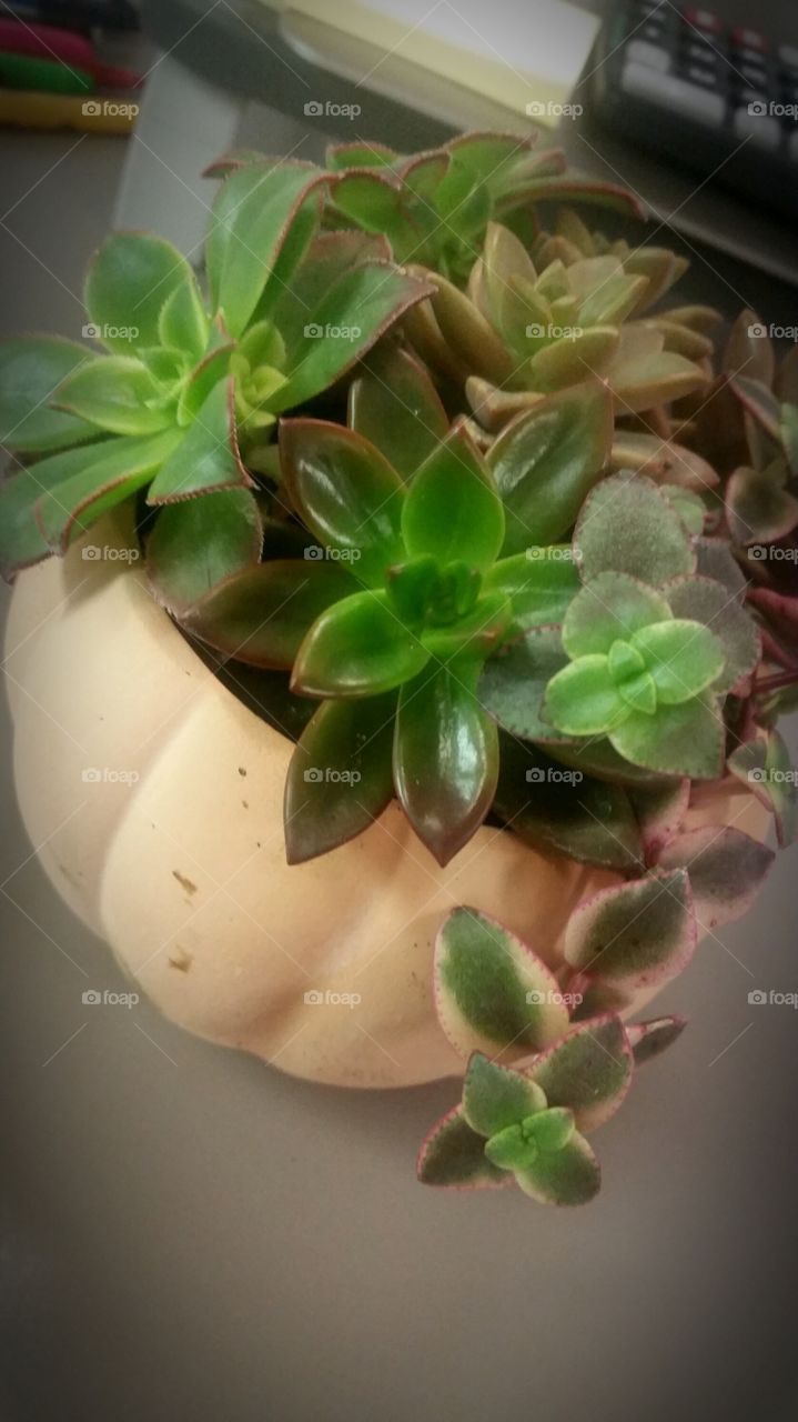 succulent plant pot green