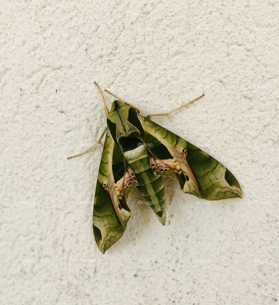 Camouflaged Moth