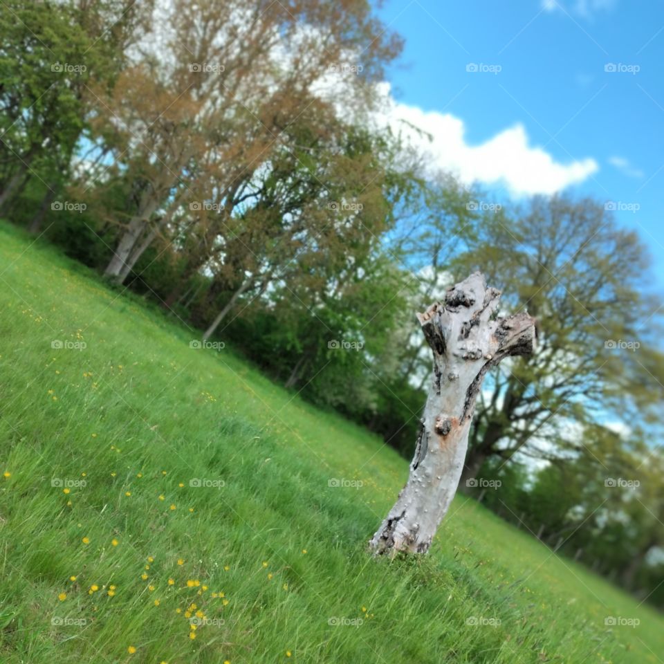 tree 🌳 on a summer day ☀ (10)