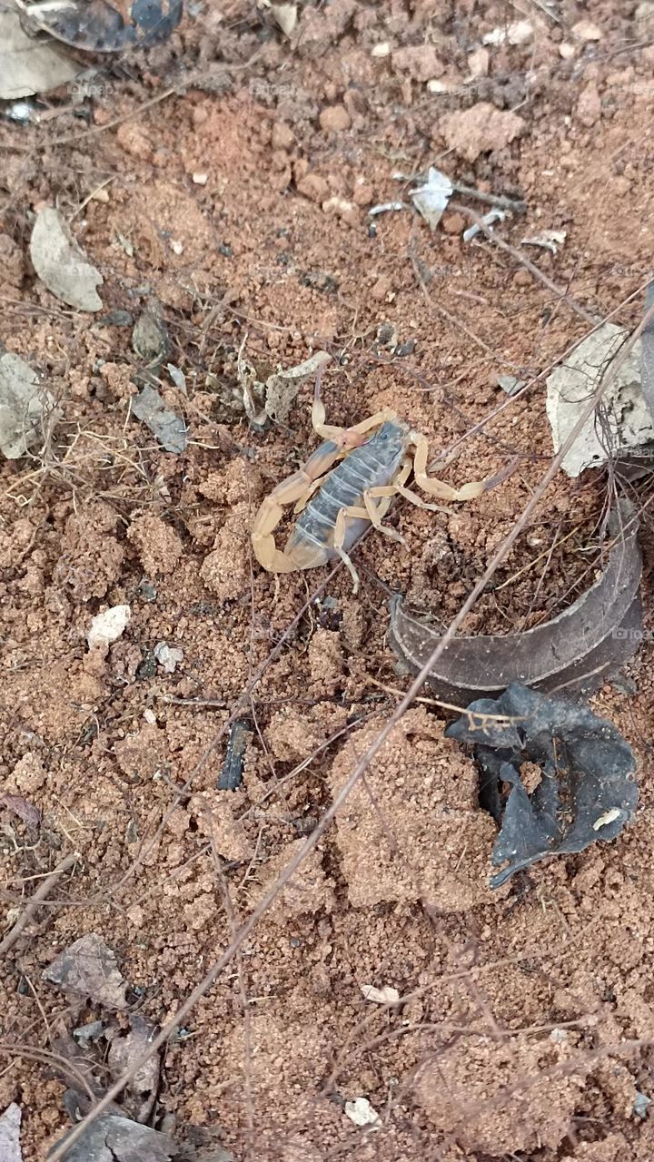 Yellow Scorpion. found in terrain