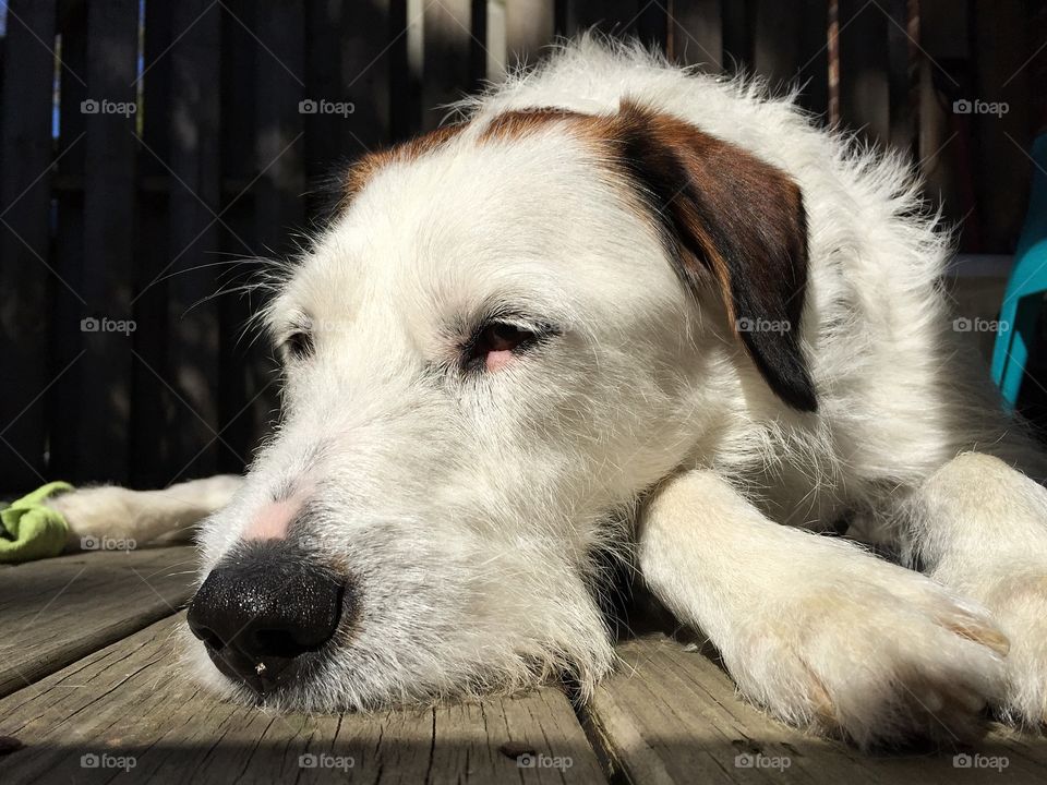 Sunbathing dog 