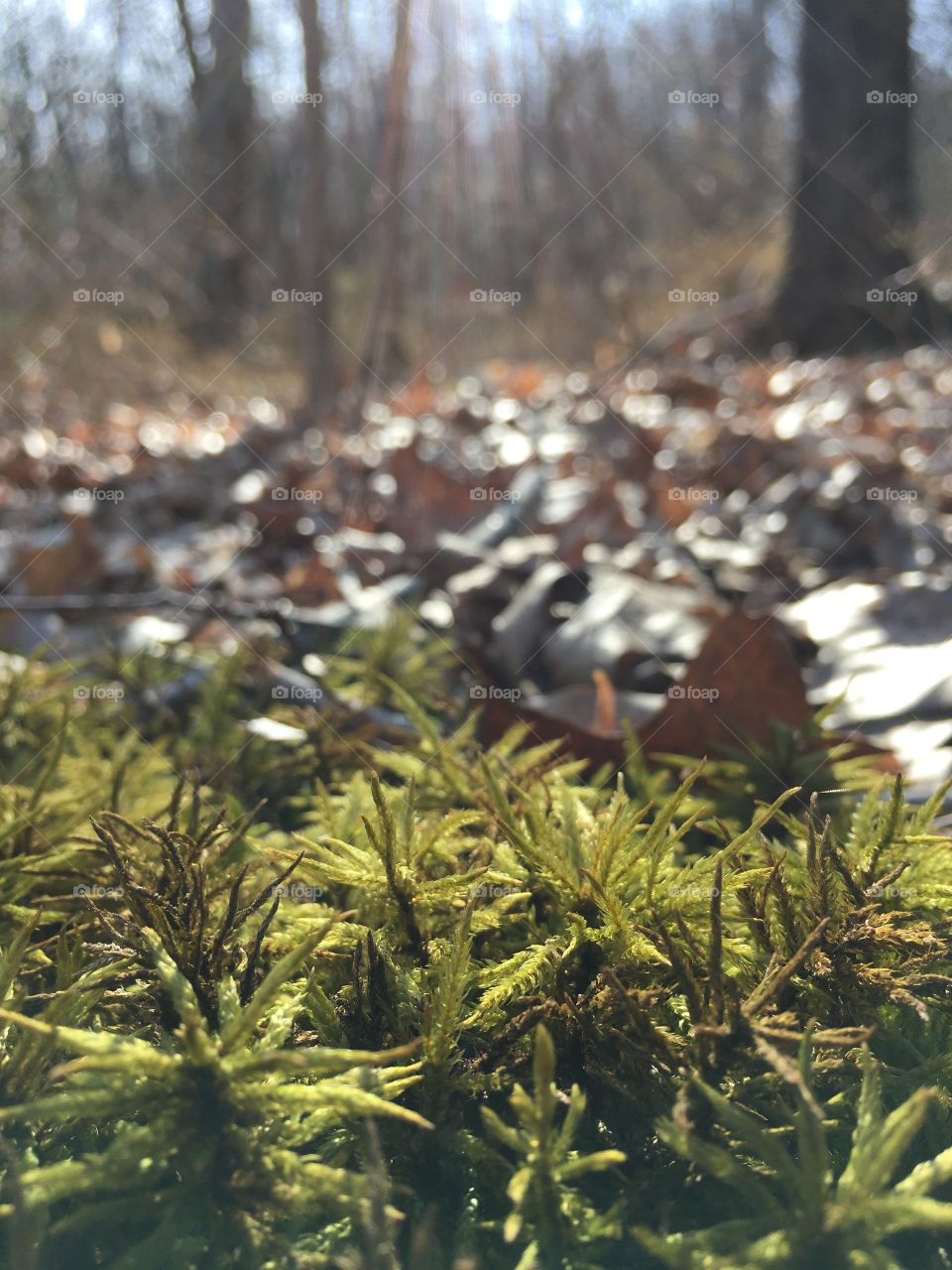 Forest floor