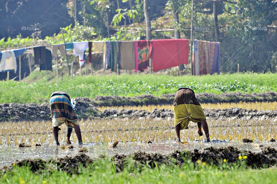 People in the padi field