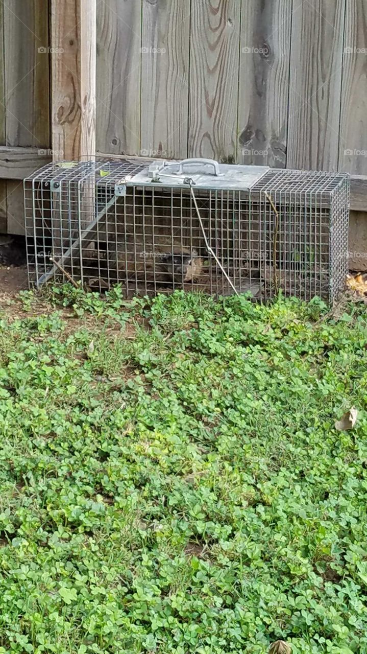 Trapped Groundhog/Woodchuck in love animal trap