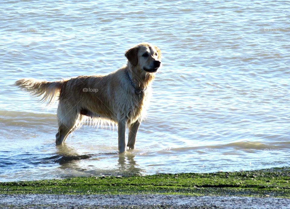 frolicking at the beach