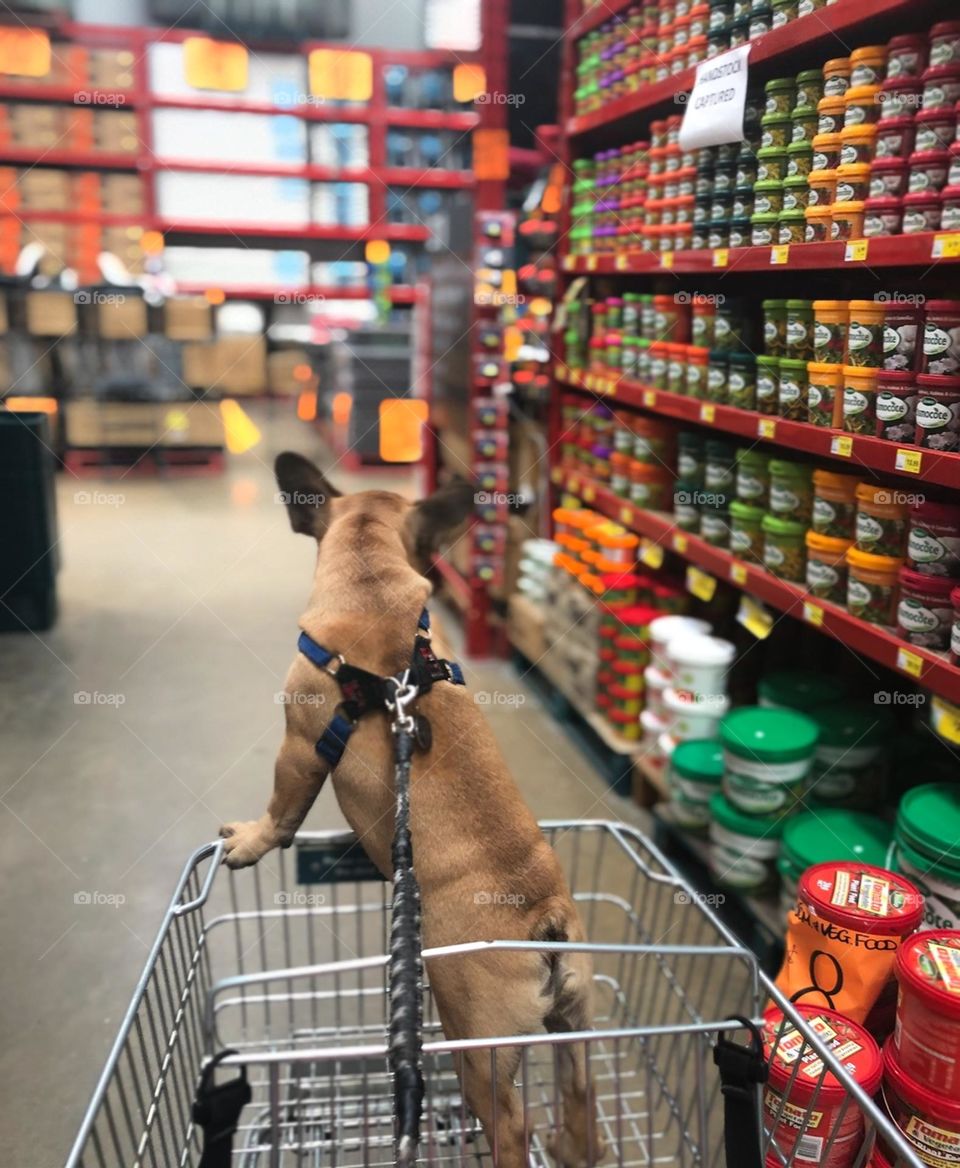 Shopping with dog