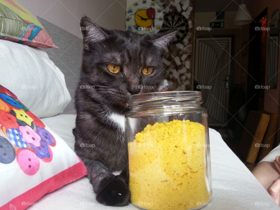 cat Chester and turmeric