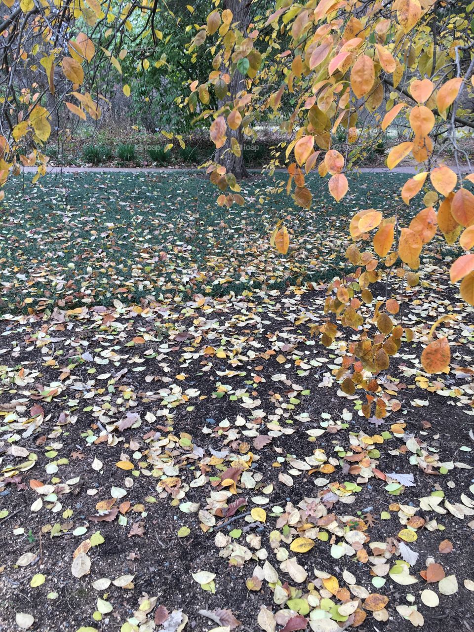 Mosaic of fallen leaves 
