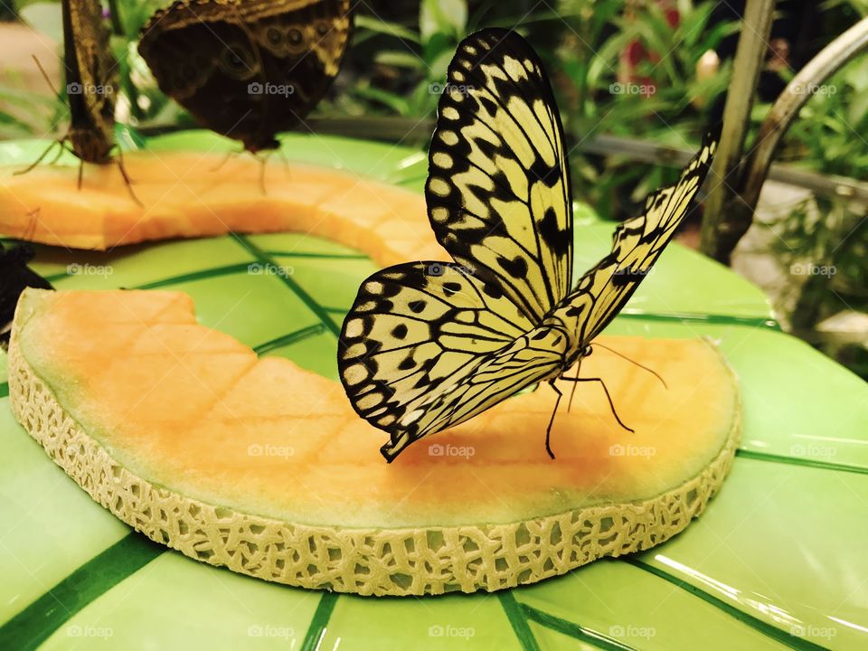 Butterflies love their fruit 