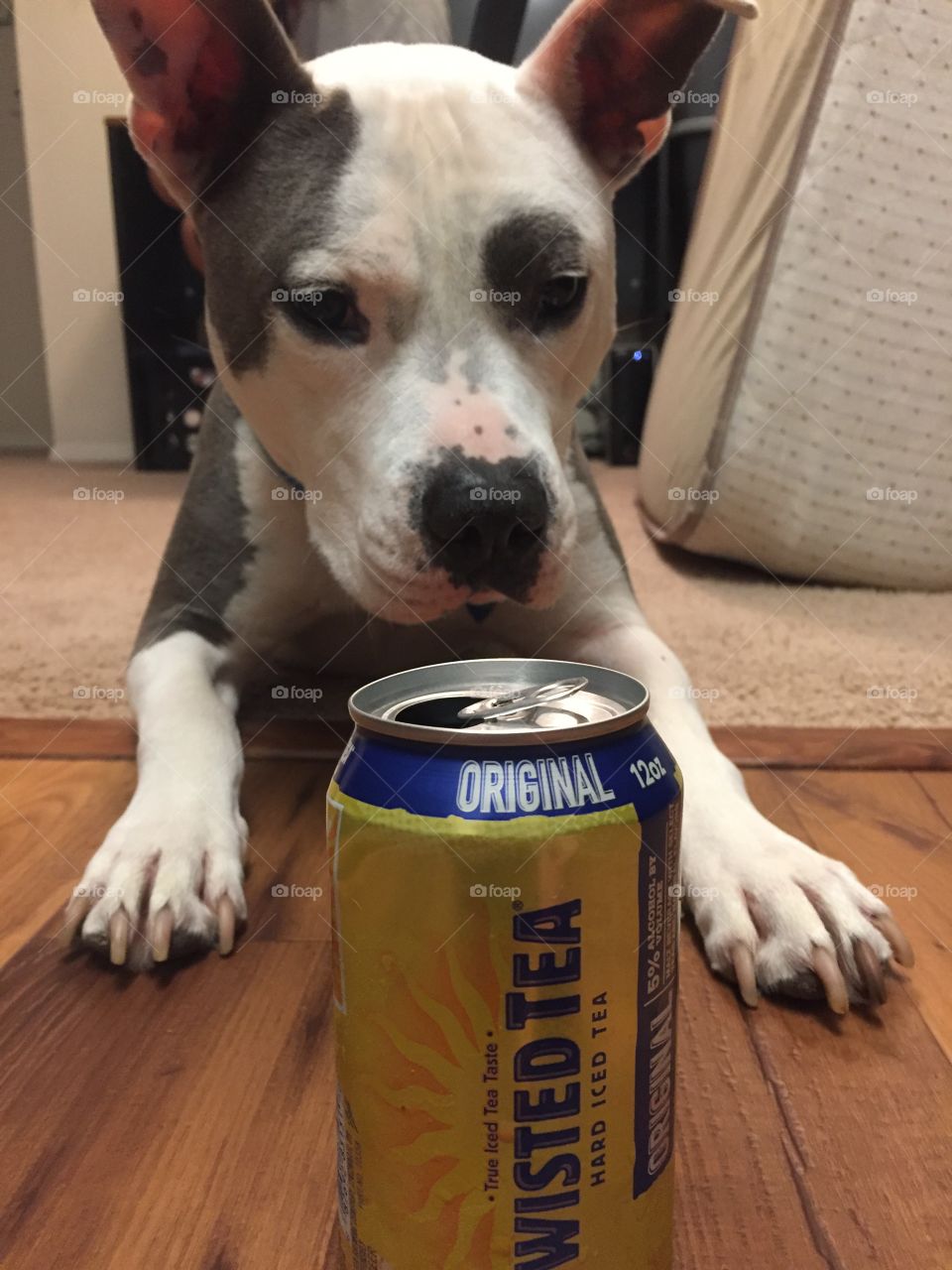 Pitbull with a twisted tea