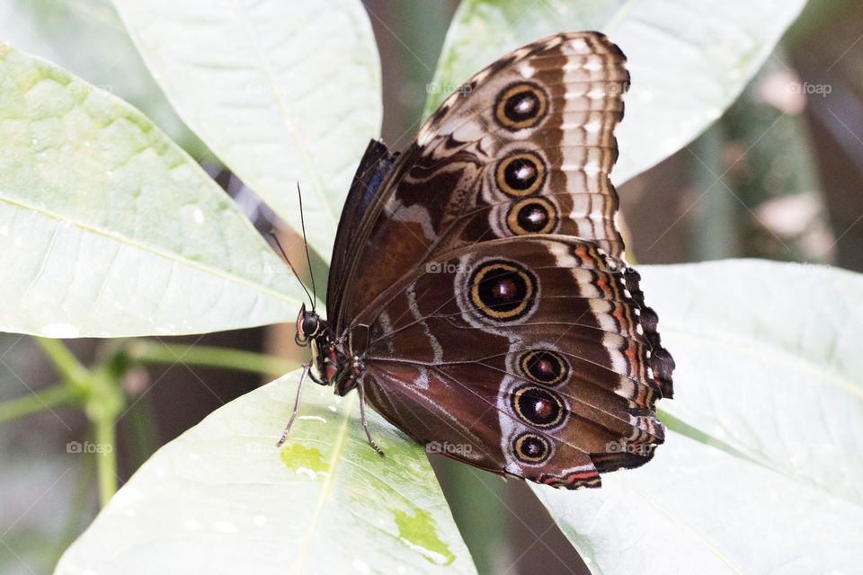 Mariposa