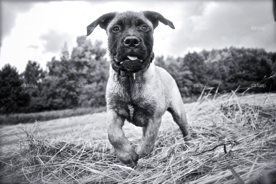 Bailey in black and white