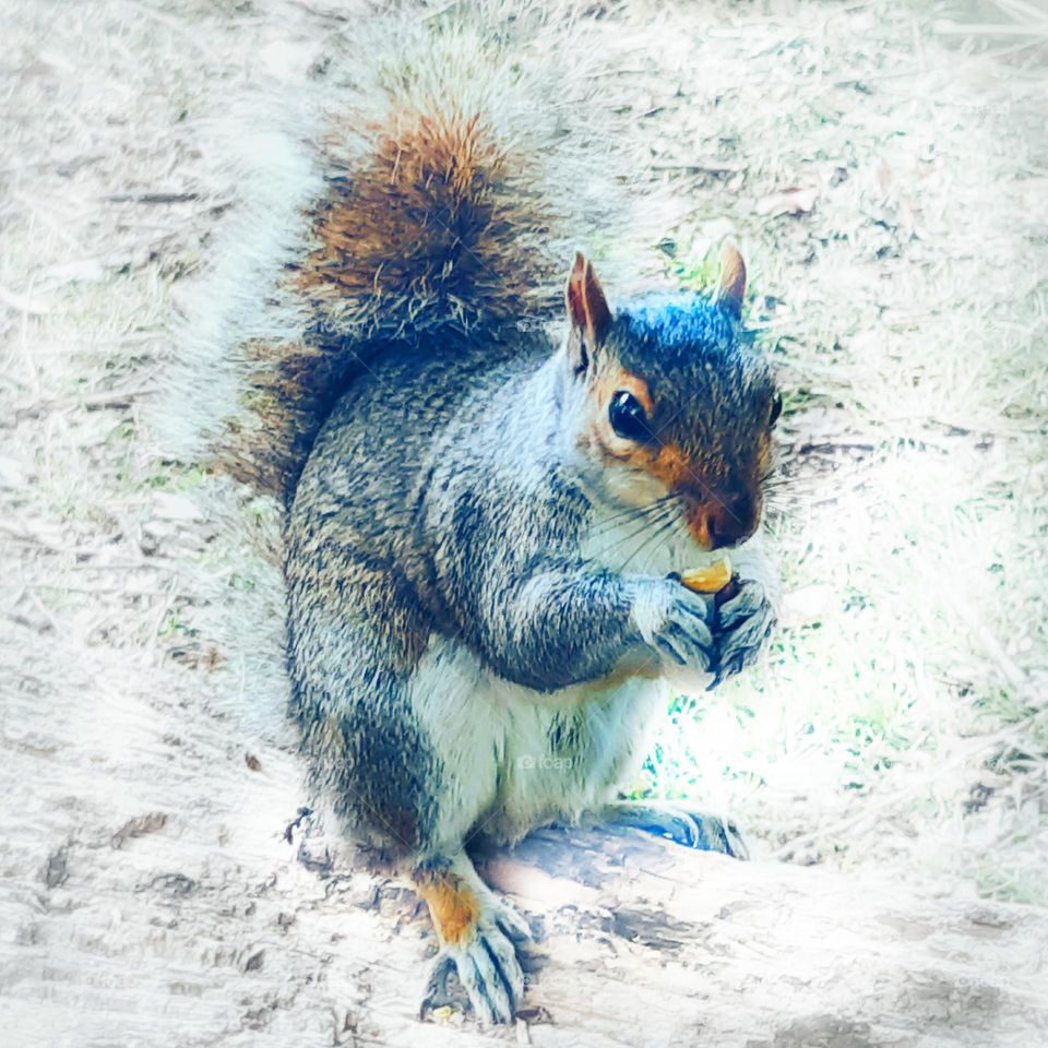 Image of a grey squirrel holding a hazelnut in their paws sitting on a log surrounded by thick hoar