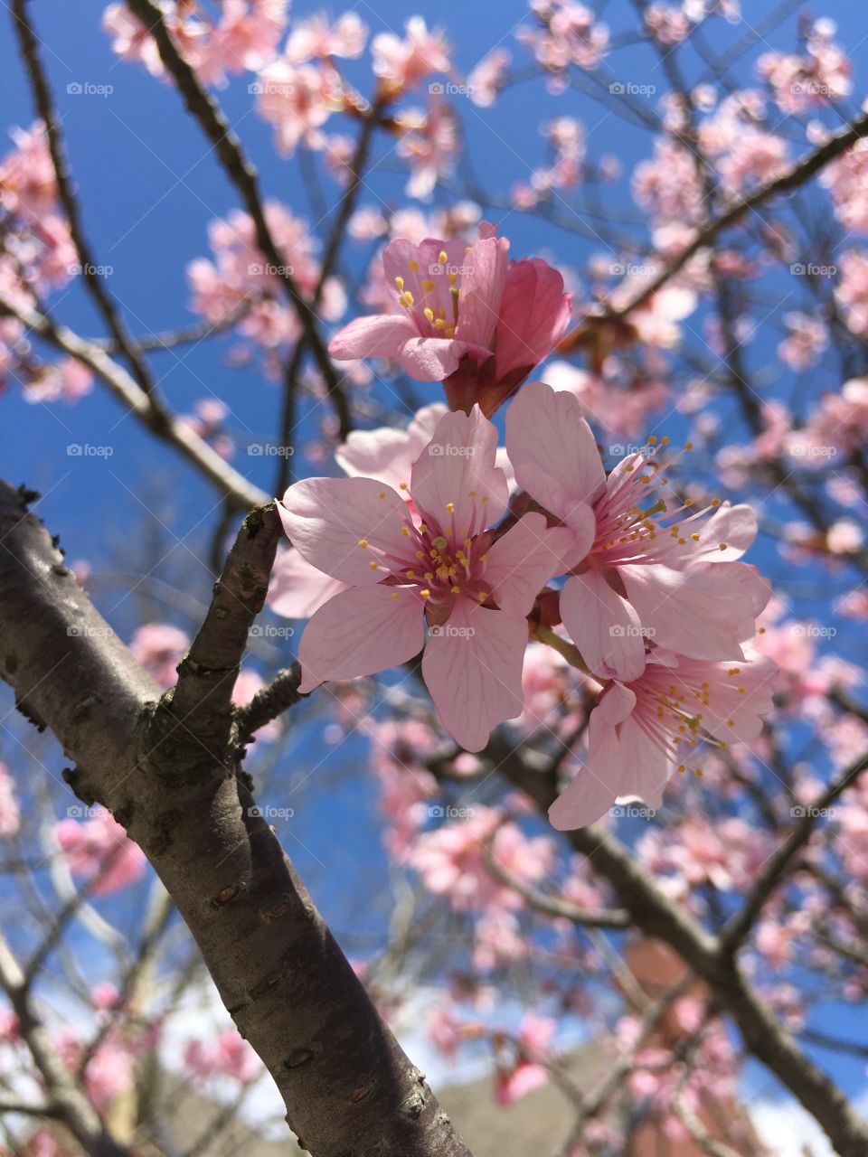 Pink cherry blossoms in spring