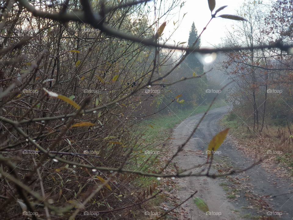 krople na gałązkach