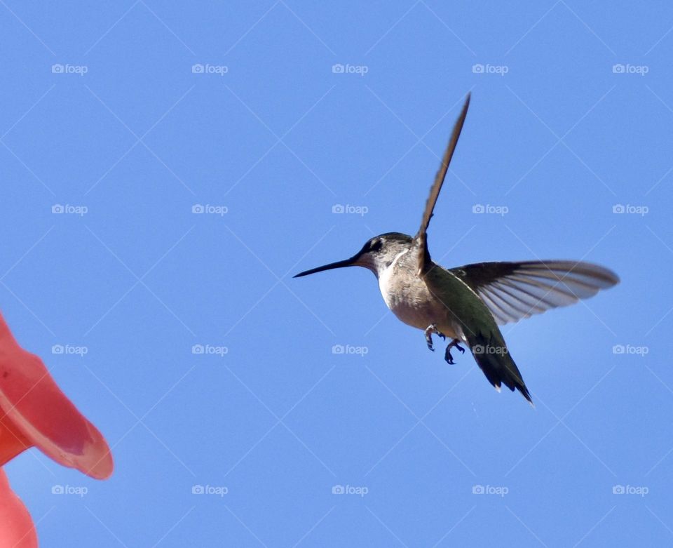 Hummingbird seen from below