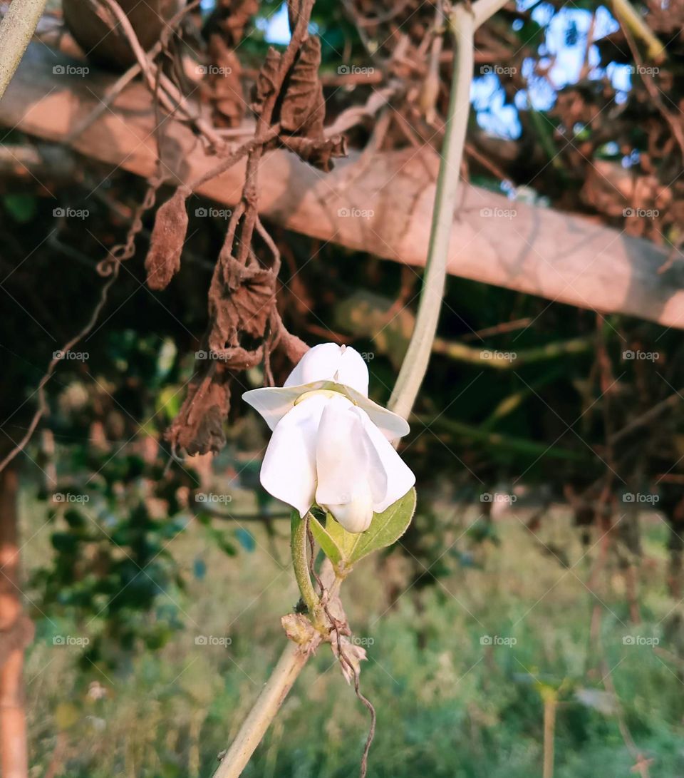A picture of white flower