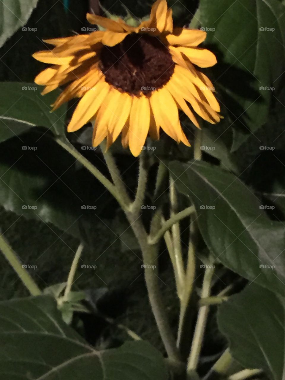 A big single sunflower showing  green leaves and it's sunny face in the  garden.