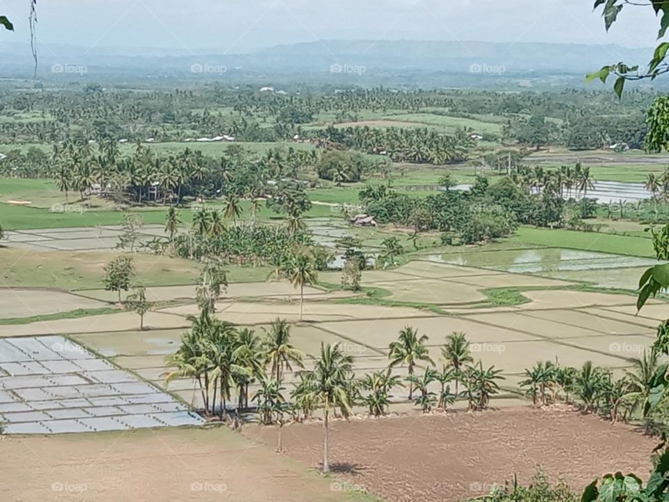 beautiful view of coconut