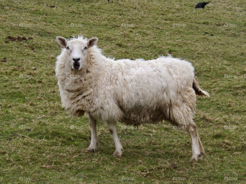 Side view of an adult sheep, looking at the camera and chewing the grass. Local livestock to Ilfracombe, north Devon