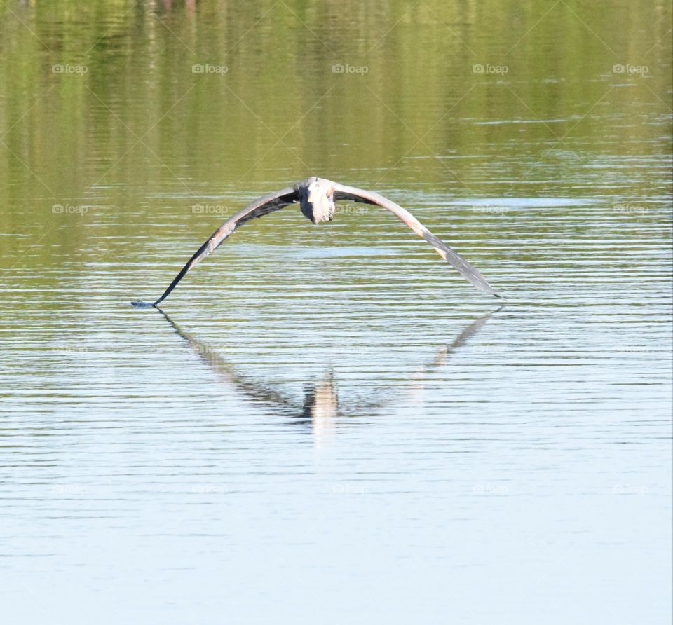 Pelican inflight with reflection