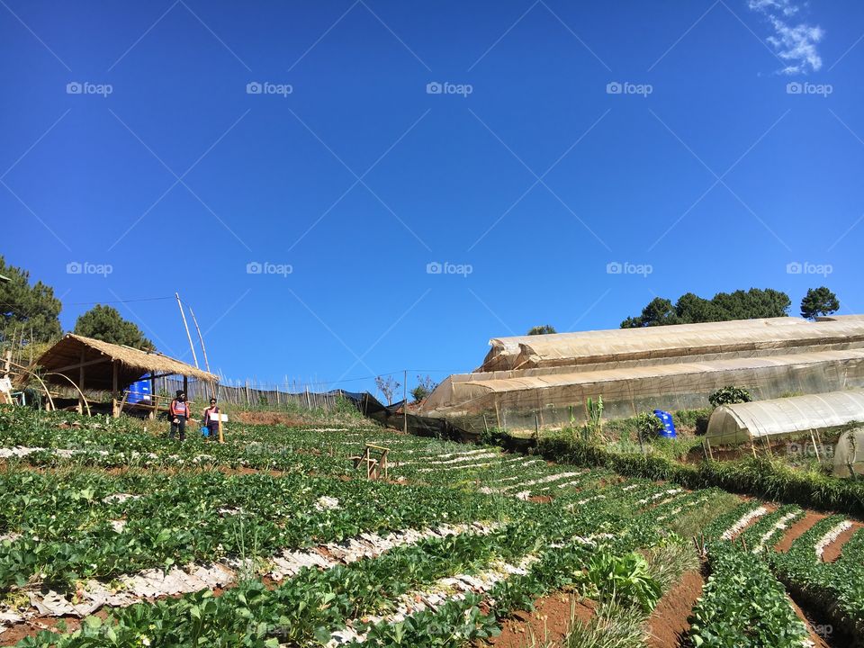 Strawberry garden at the hill