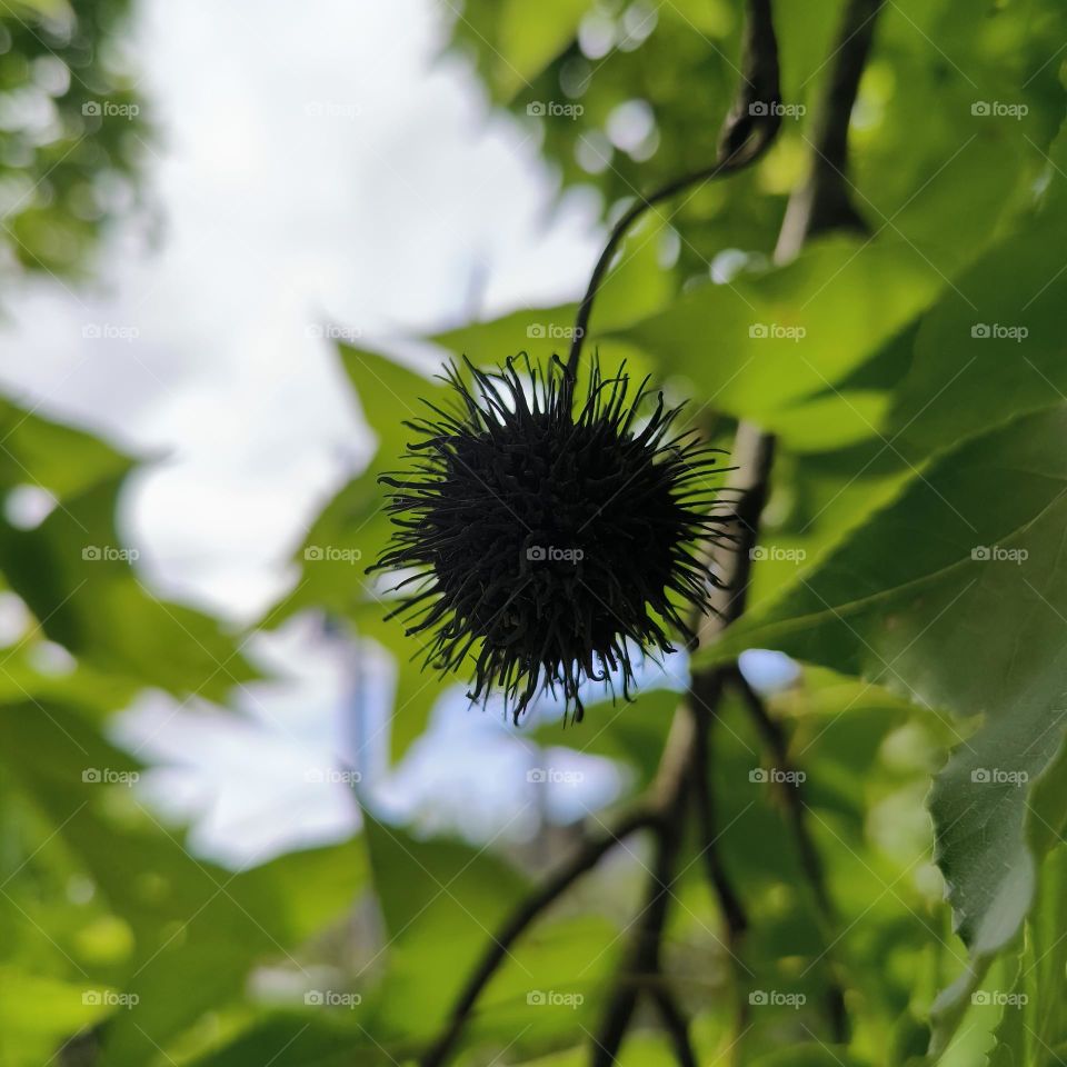 Maple cones and maple leaves
