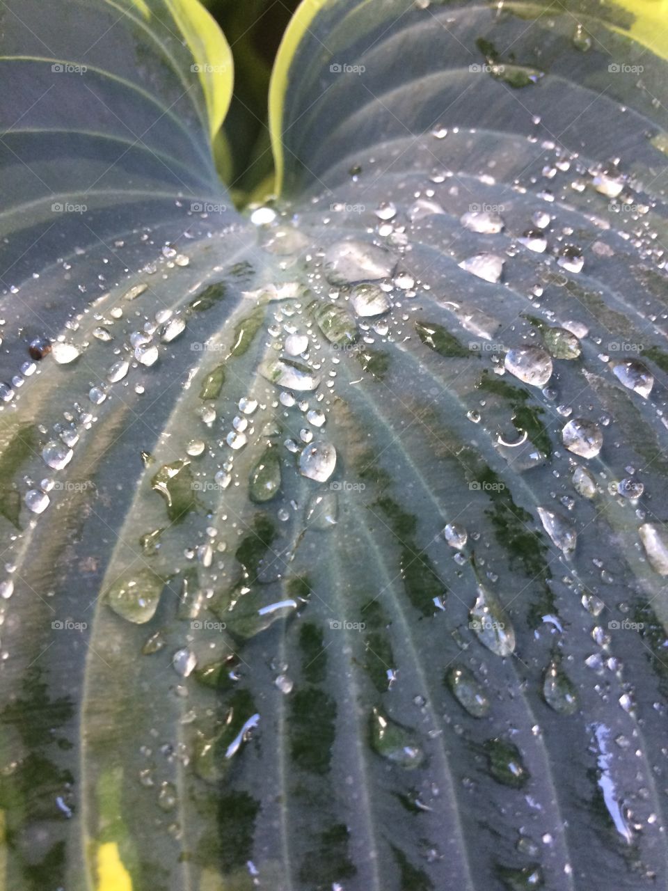 Water drops upon a leave
