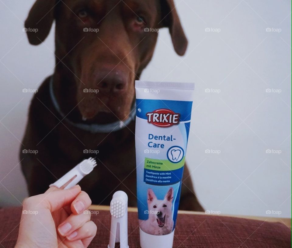 Labrador#dog#hygiene#brushs#toothpaste#cute