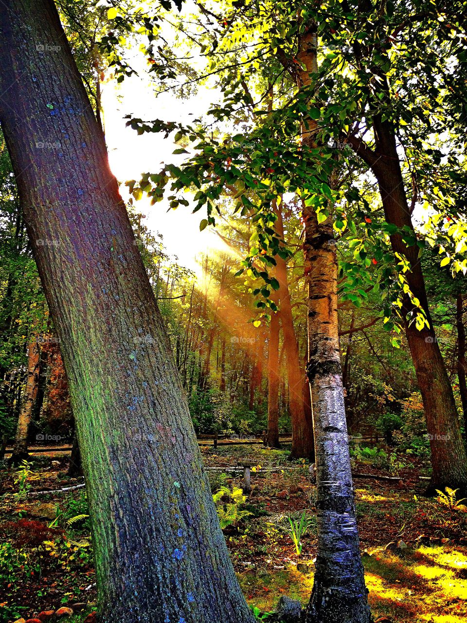 Scenic view of forest