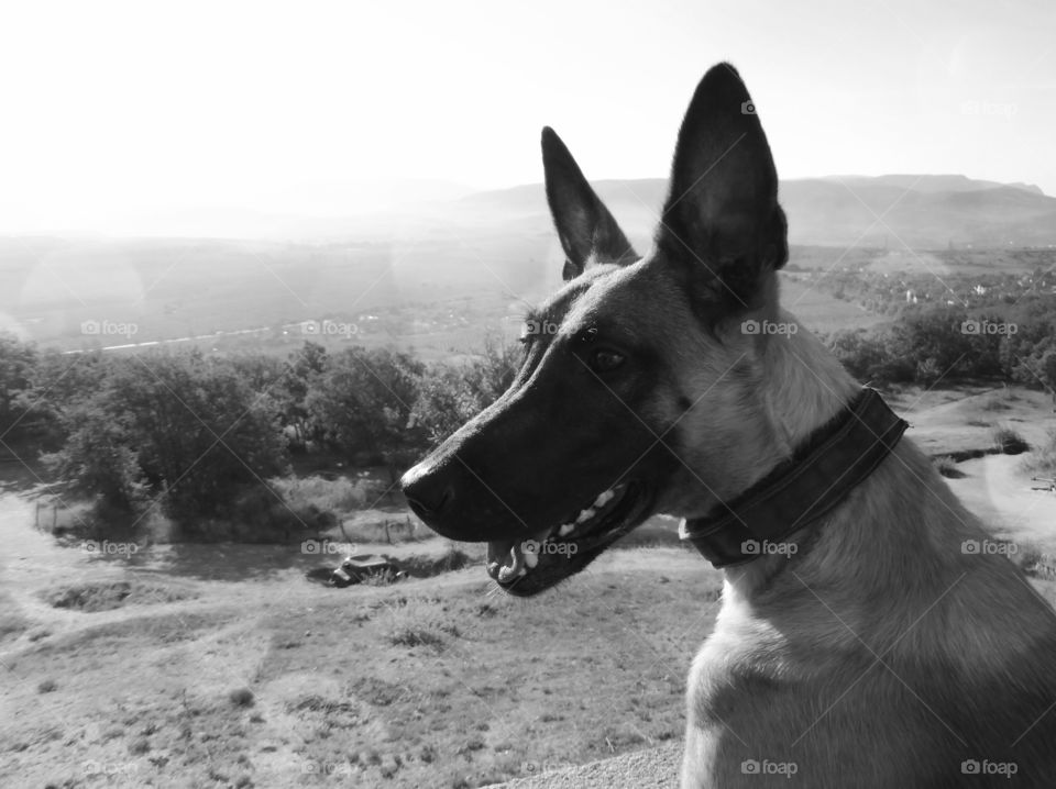 Shepherd malinois dog