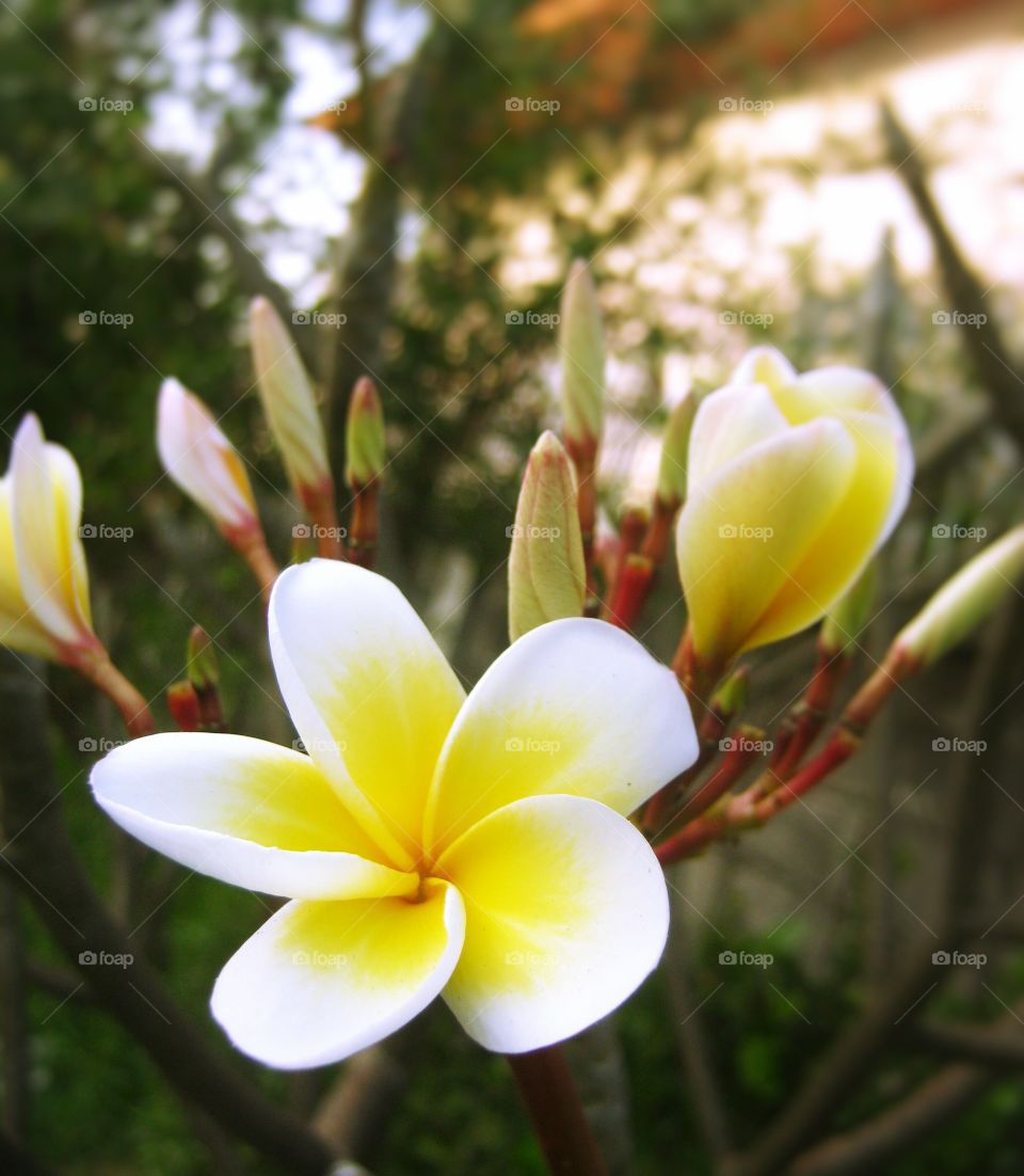 View of flowers and buds in spring