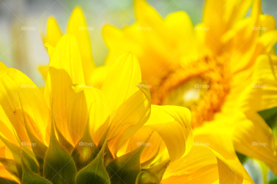 yellow sunflowers