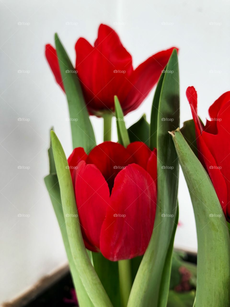 Tulips. Beautiful and Delicate flowers. Red Tulips mean true and eternal love. Romance is in the air...