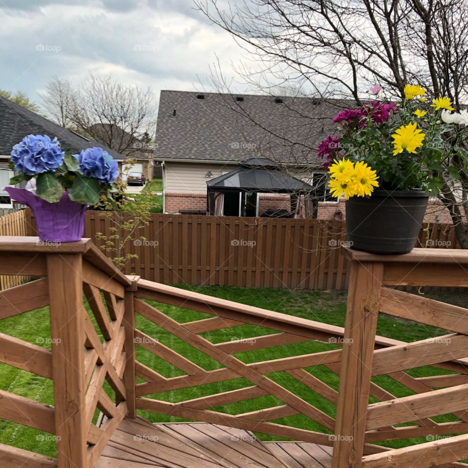 Beautiful Flower Plants Enjoying The Fresh Air!