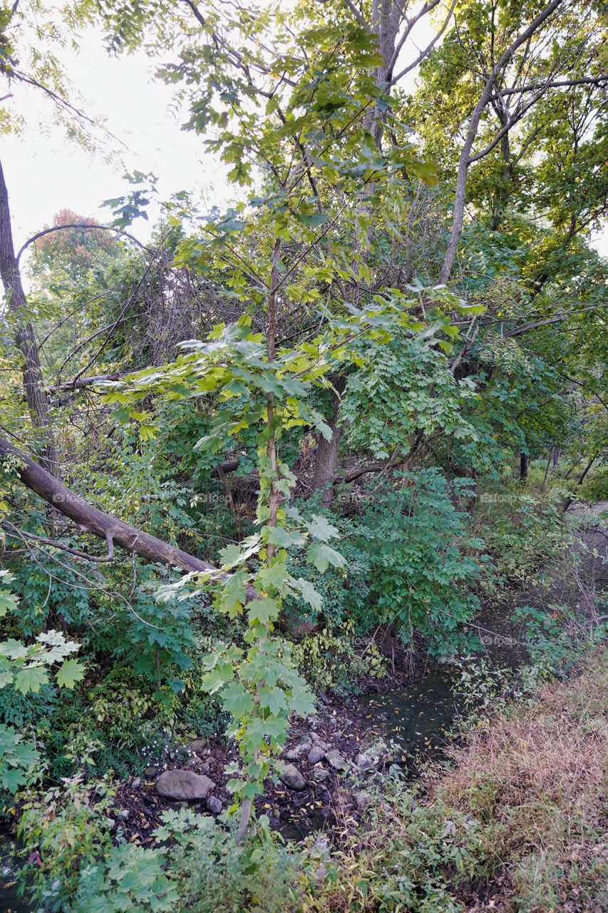 leaf tree of leaves made of leaf tree tree