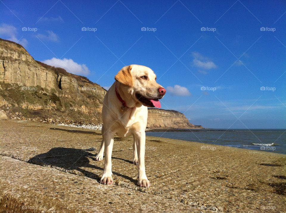 View of dog at beach