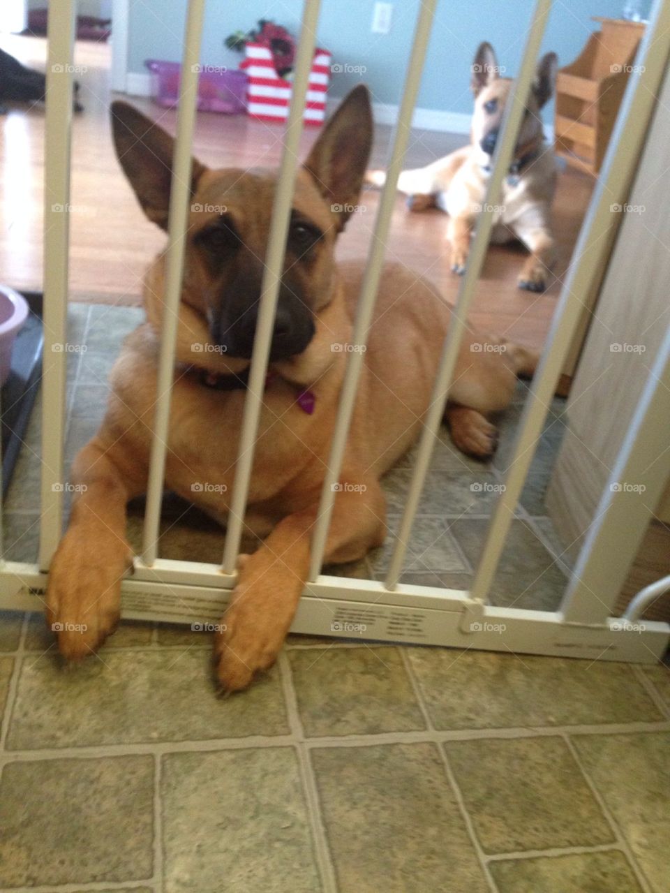 Puppy jail